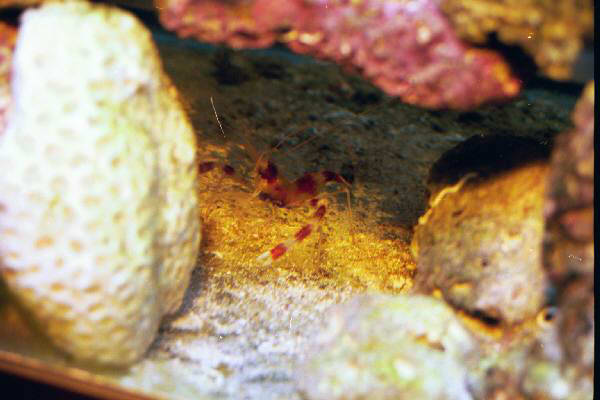 Fish Tank Kodak Photo