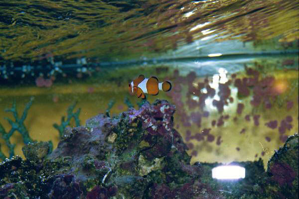 Fish Tank Kodak Photo