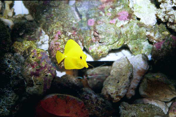 Fish Tank Kodak Photo