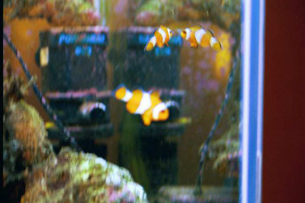 Fish Tank Kodak Photo