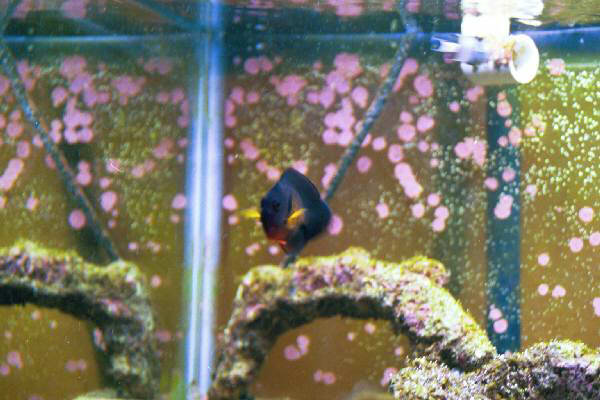 Fish Tank Kodak Photo