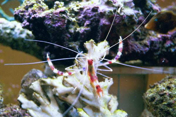 Fish Tank Kodak Photo