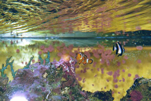 Fish Tank Kodak Photo