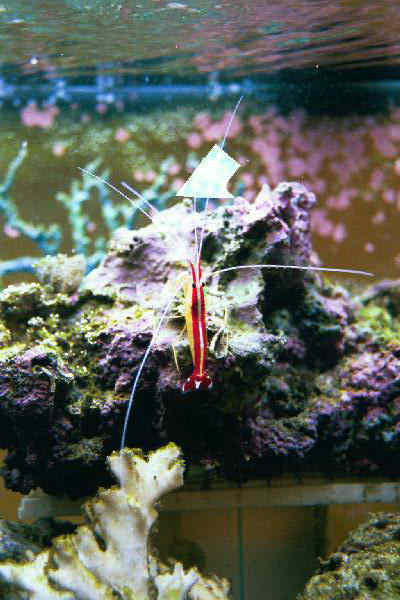 Fish Tank Kodak Photo