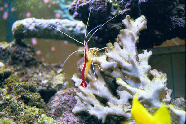 Fish Tank Kodak Photo