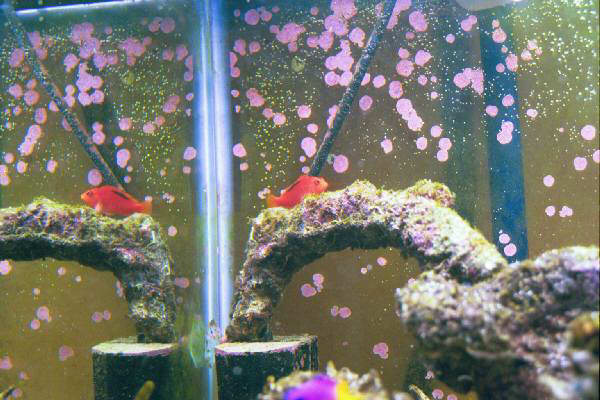 Fish Tank Kodak Photo