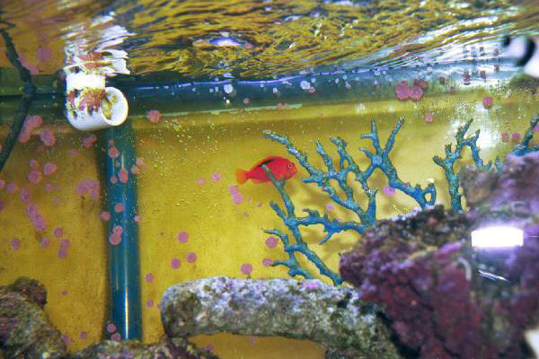 Fish Tank Kodak Photo