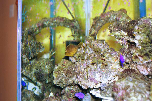 Fish Tank Kodak Photo