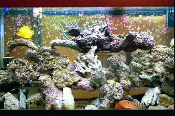 Fish Tank Kodak Photo