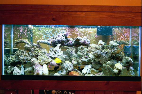 Fish Tank Kodak Photo