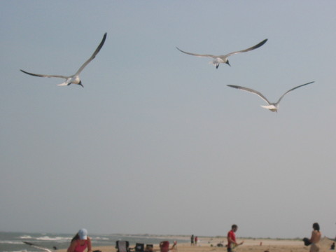 Memorial Weekend NC Camping Trip 2005