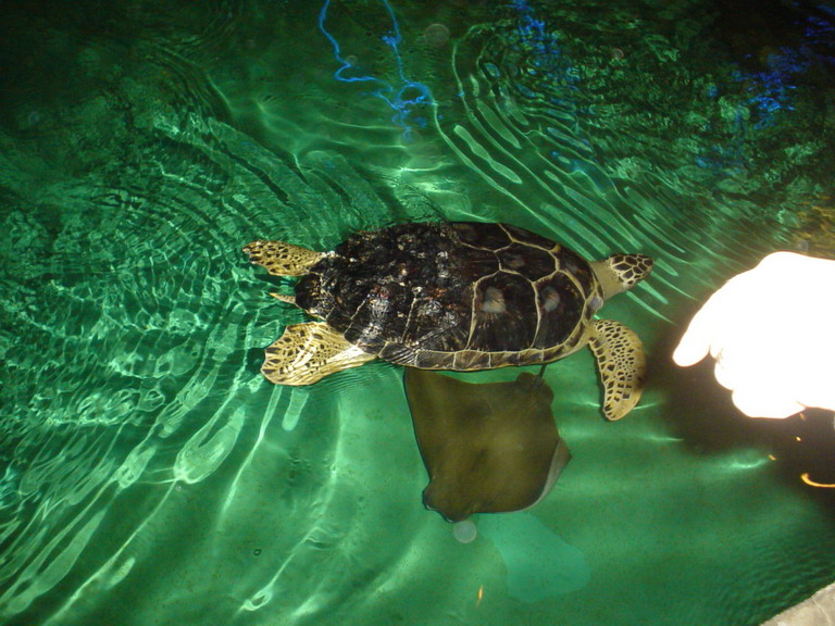 National Aquarium in Baltimore January 2006