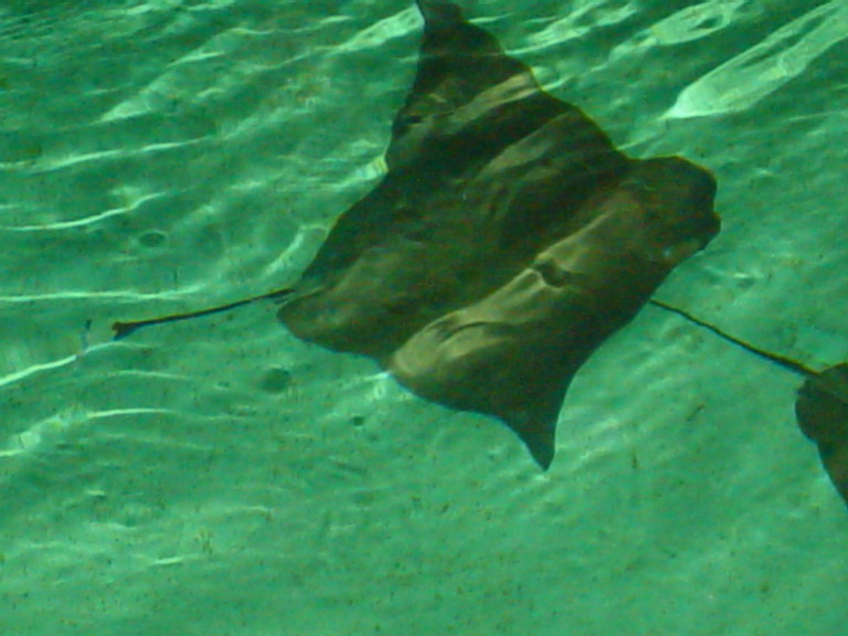 National Aquarium in Baltimore January 2006