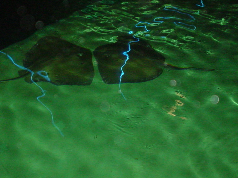 National Aquarium in Baltimore January 2006