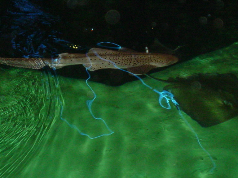 National Aquarium in Baltimore January 2006