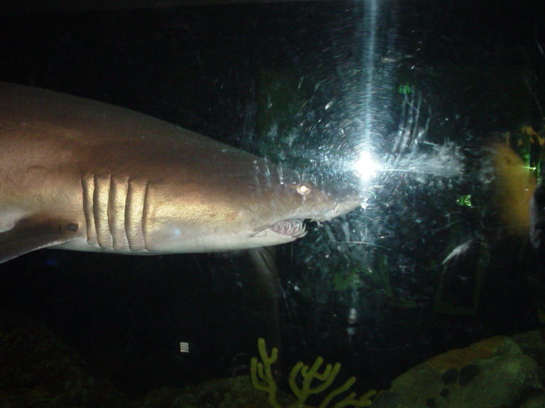 National Aquarium in Baltimore January 2006