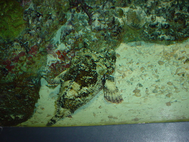 National Aquarium in Baltimore January 2006