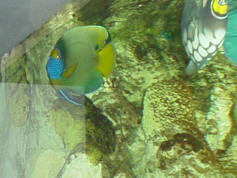 National Aquarium in Baltimore January 2006