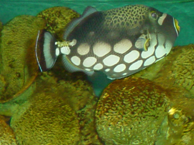 National Aquarium in Baltimore January 2006