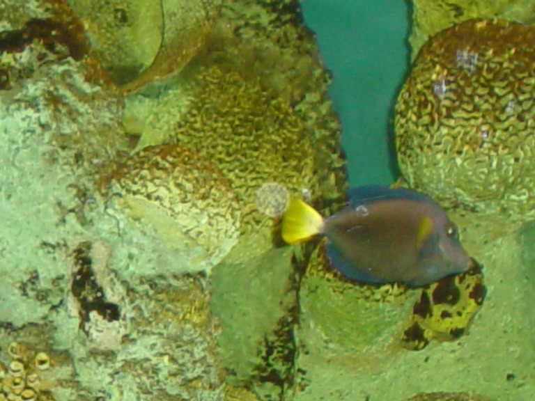 National Aquarium in Baltimore January 2006