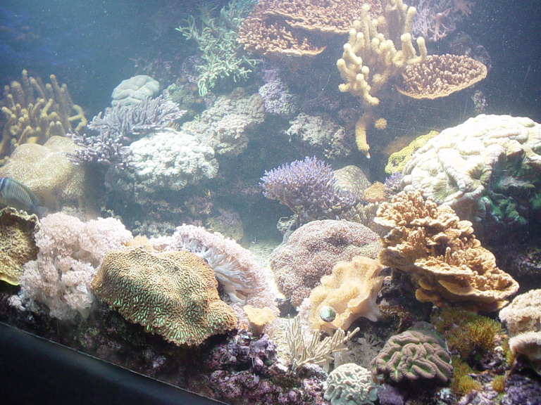 National Aquarium in Baltimore January 2006