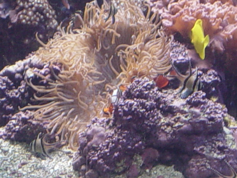 National Aquarium in Baltimore January 2006