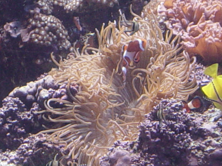 National Aquarium in Baltimore January 2006