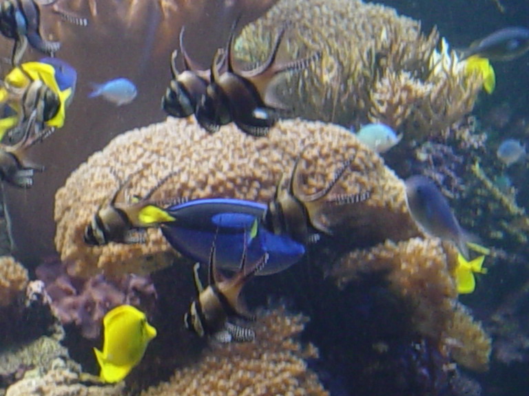 National Aquarium in Baltimore January 2006