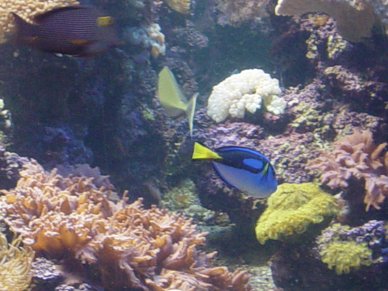 National Aquarium in Baltimore January 2006