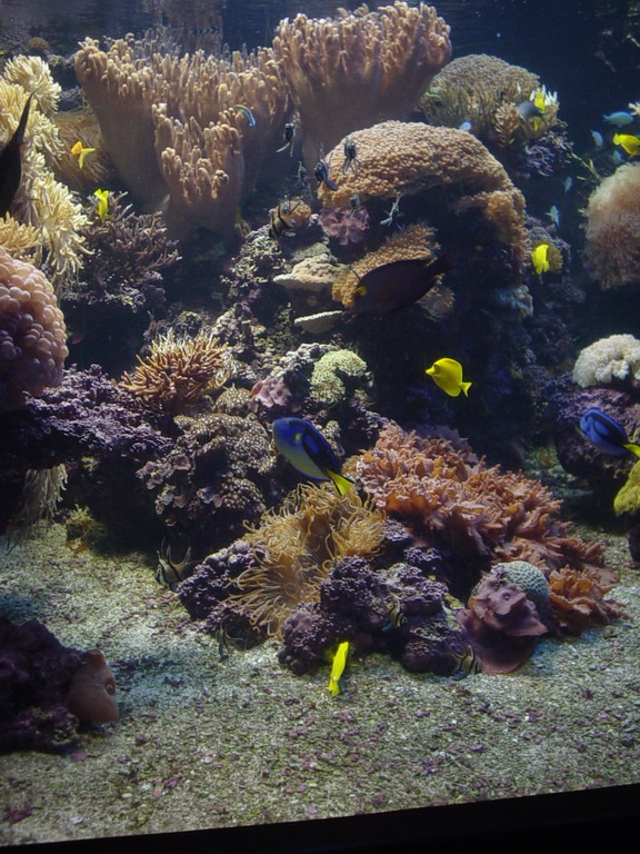 National Aquarium in Baltimore January 2006