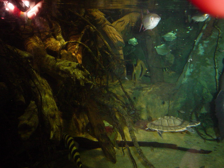 National Aquarium in Baltimore January 2006