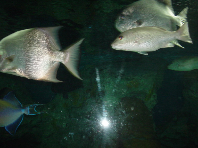 National Aquarium in Baltimore January 2006