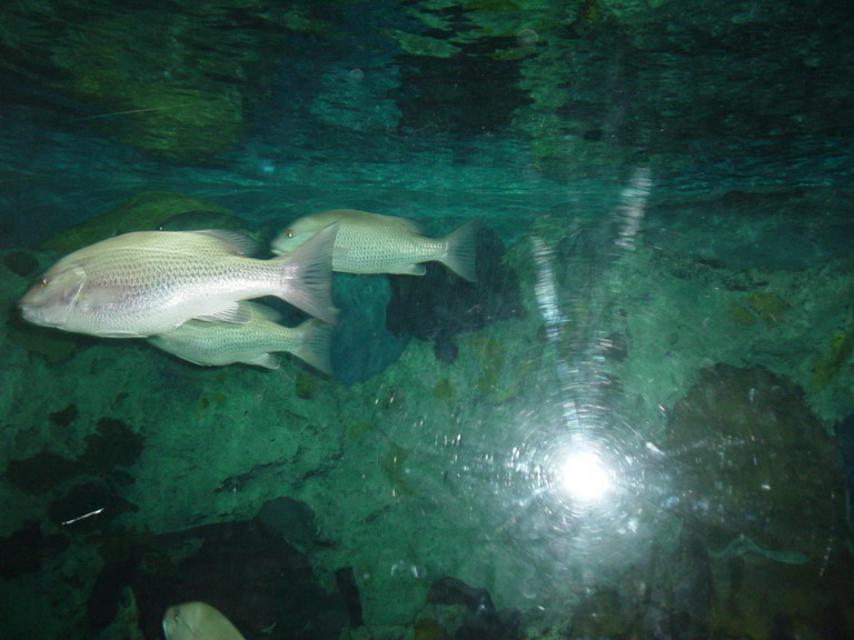 National Aquarium in Baltimore January 2006