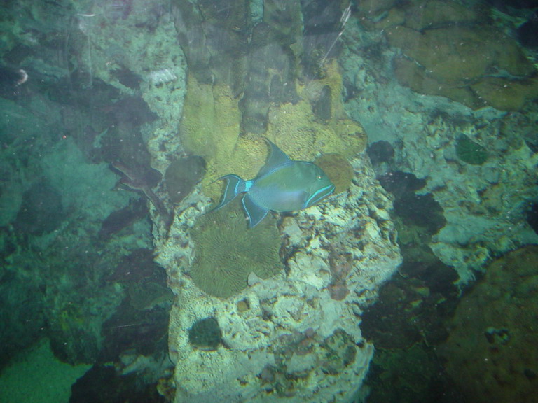 National Aquarium in Baltimore January 2006