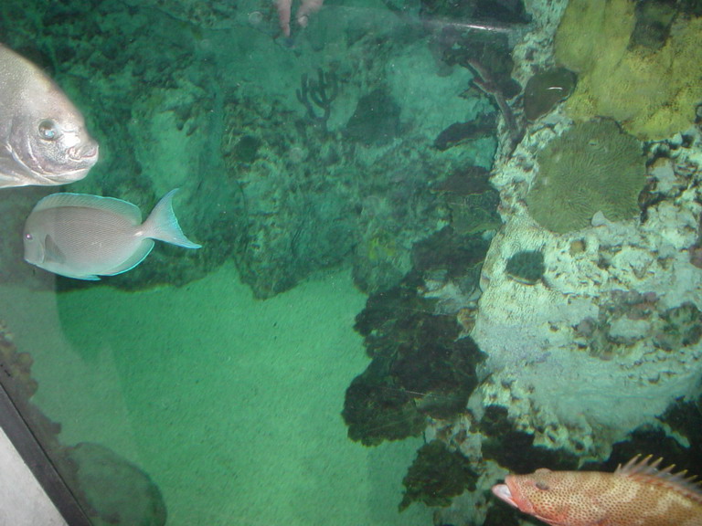 National Aquarium in Baltimore January 2006