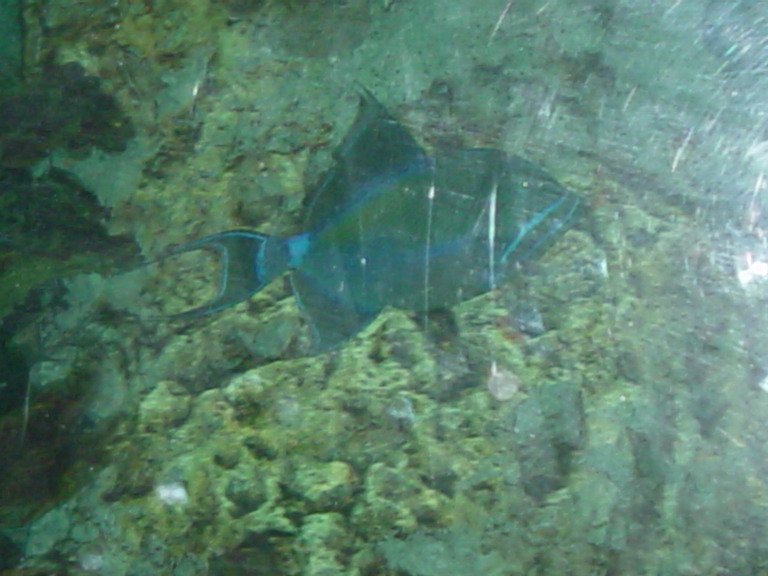 National Aquarium in Baltimore January 2006