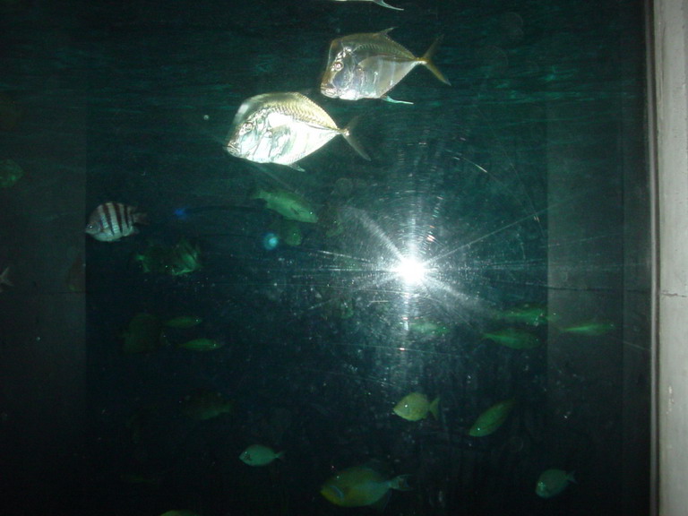 National Aquarium in Baltimore January 2006
