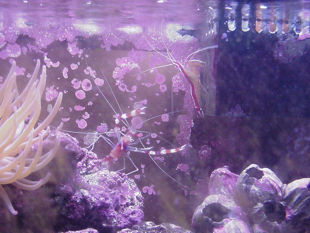 Fish Tank Kodak Photo