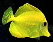 Yellow Tang