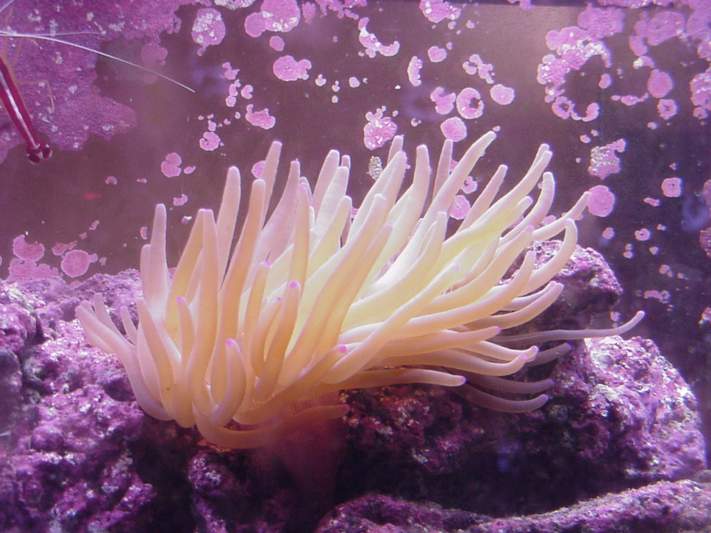 Fish Tank Kodak Photo