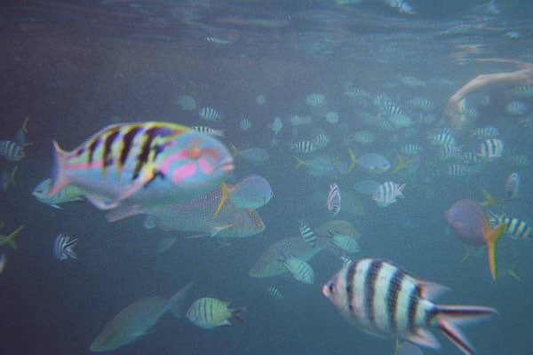 The Great Barrier Reef