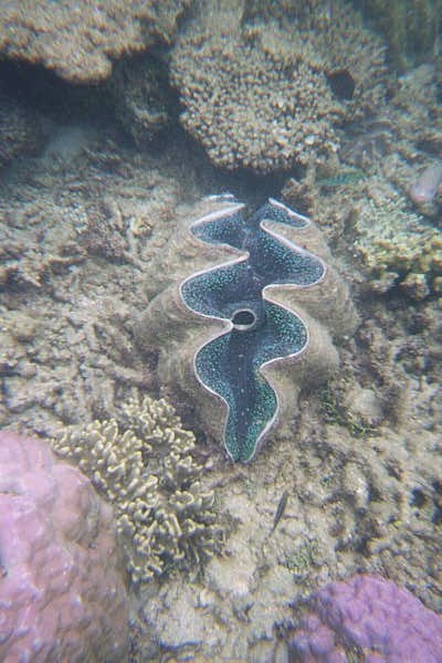 The Great Barrier Reef