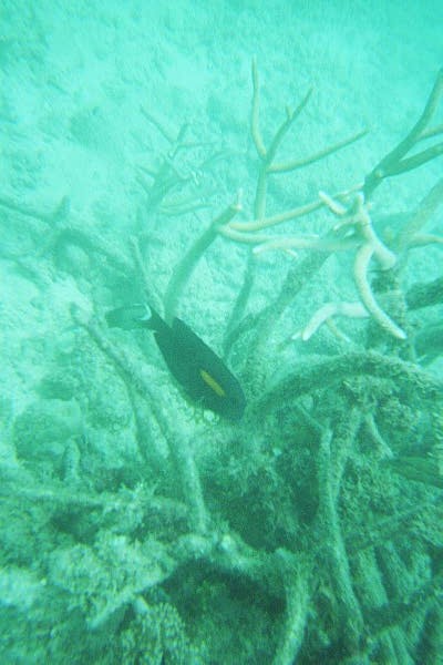 The Great Barrier Reef