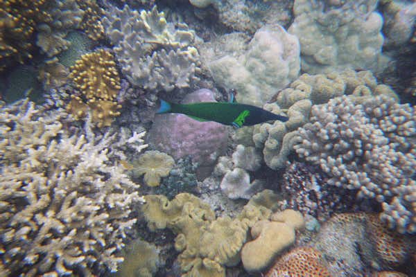 The Great Barrier Reef