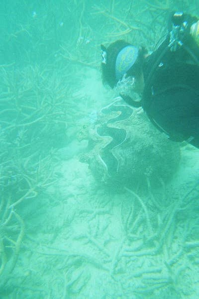 The Great Barrier Reef