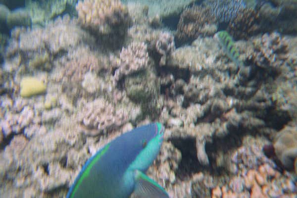 The Great Barrier Reef