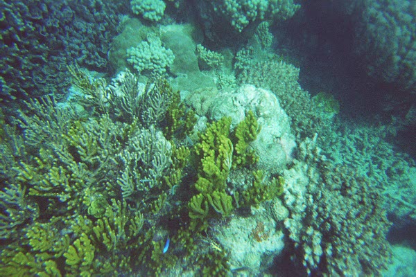 The Great Barrier Reef