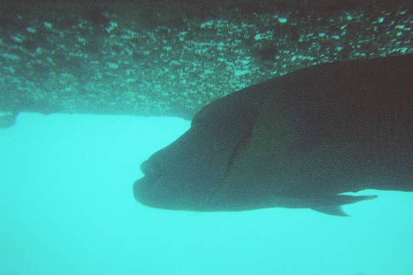 The Great Barrier Reef