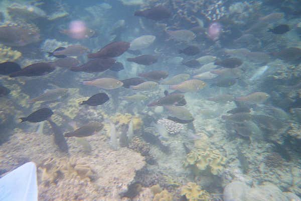 The Great Barrier Reef