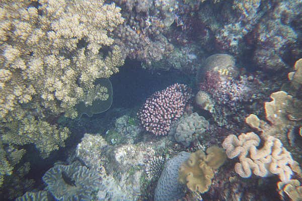 The Great Barrier Reef